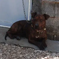 پیتبول نژاد دار