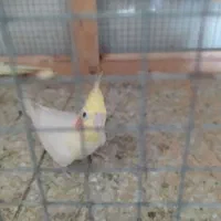 عروس+نرگسی+قناری