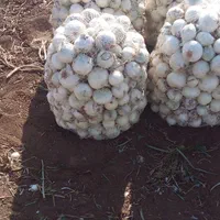 پیاز سفید درشت