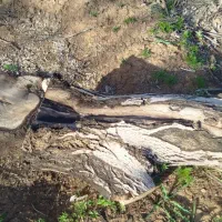 فروش تنه درخت گردو