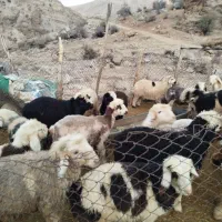 بره نر درجه یک