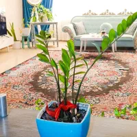 گل زامفولیا