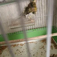 قناری ماده آماده فر کلکسیونی|پرنده|شیراز, احمدآباد|دیوار