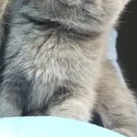 بچه گربه اسکاتیش نر|گربه|تهران, تهرانسر مرکزی|دیوار