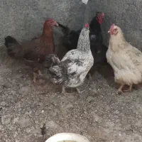 5عدد مرغ تخمی