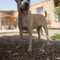 سگ ماده ده ماهه