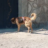 سگ نگهبان|سگ|تبریز, |دیوار