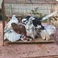 فروش تعدادی کبوتر خوشگل پرشی سالم|پرنده|تولم شهر, |دیوار