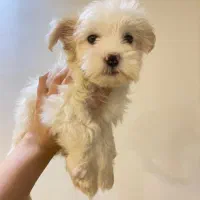 مالتیپو جنسیت ماده|سگ|رشت, چله خانه|دیوار