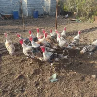 بوقلمون محلی