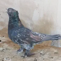 نر سرور کاکولی پرپا و چند کفتر دونسته