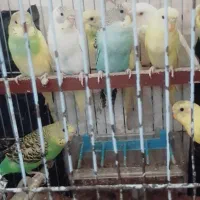 عروس هلندی ومرغ عشق