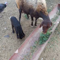 گوسفند بابره نر|حیوانات مزرعه|نگین شهر, |دیوار