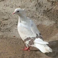 فروش هیوان|پرنده|سوری, |دیوار