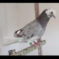 کبوتر