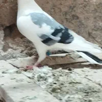 کبوتر جفتگاه|پرنده|فردوس (خراسان), |دیوار