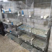 دو عدد قفس 8خان معمولی فروشی|لوازم جانبی حیوانات|نظرآباد, رسالت|دیوار