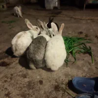 خرگوش. مولد