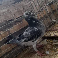 کبوتر آلمانی بزک نر