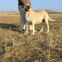 سرابی|سگ|تبریز, |دیوار