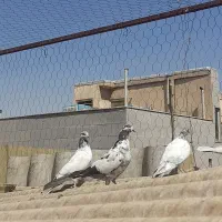 کفتر مفلق ۷عدد|پرنده|تهران, کوثر|دیوار