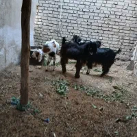 کهره نر
