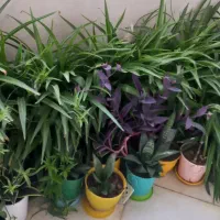 تعداد گلدان طبیعی آلوورا و گندمی  دونه ۱۰۰ و ۲۰۰ ت|گل و گیاه طبیعی|تهران, خاوران|دیوار