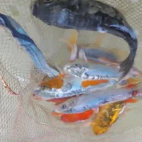 ماهی کوی استخری باغی