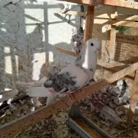 ماده خال سبز|پرنده|تهران, بازار|دیوار