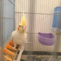 جفت عروس هلندی لوتینو