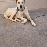 ماده خراسانی|سگ|مشهد, امیریه|دیوار