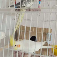 عروس هلندی جفت کار داده