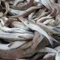 حسون چابهار کیفیت عالی