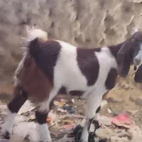 جفت‌کره‌ماده‌لنگ‌جمل‌|حیوانات مزرعه|هیرمند, |دیوار