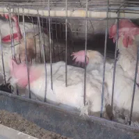 جوان مرغ و خروز س موجود تخمگذار|حیوانات مزرعه|وحیدیه, |دیوار