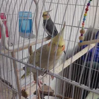 عروس هلندی