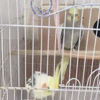 عروس هلندی نر ماده|پرنده|مریوان, |دیوار