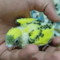 جوجه مرغ عشق