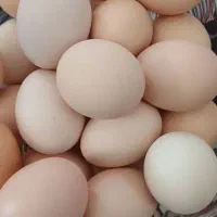 تخم مرغ محلی تازه و روزانه
