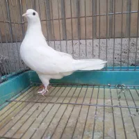 کفتر ماده شمرونی اصیل پرش سنگین|پرنده|تهران, شهرک غرب|دیوار