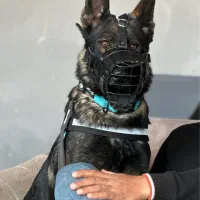 سگ ژرمن شپرد آموزش دیده فول محافظ و گارد