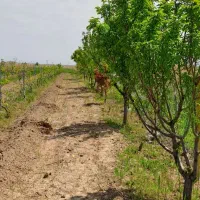 باغ|فروش خانه و ویلا|ماکو, |دیوار