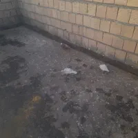 سار|پرنده|فاروج, |دیوار