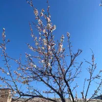 فروس فوری زمین ویلایی کوچه شهرک گوهرهشتم