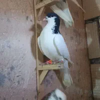 ۳تا گرفتنی نر + کاغذی نر جفتگاه