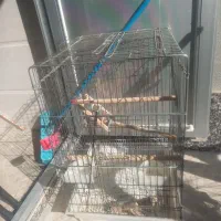 قفس|لوازم جانبی حیوانات|مرودشت, ژیان|دیوار