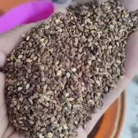 کنجد بوجاری شده تمیز