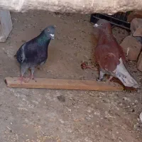 2 جفت کفتر
