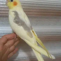 عروس هلندی لوتینو دوکت نر رام