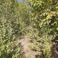 فروش زمین ۲۰۰متر با پروانه ( گلدشت حافظ)